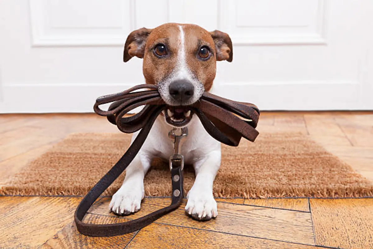 A cheerful indoor scene with a dog, leash, and doormat, suggesting a pet-friendly environment. The focus on the pet reinforces the welcoming policy for dogs and hints at the daily routines guests can enjoy with their furry companions.
